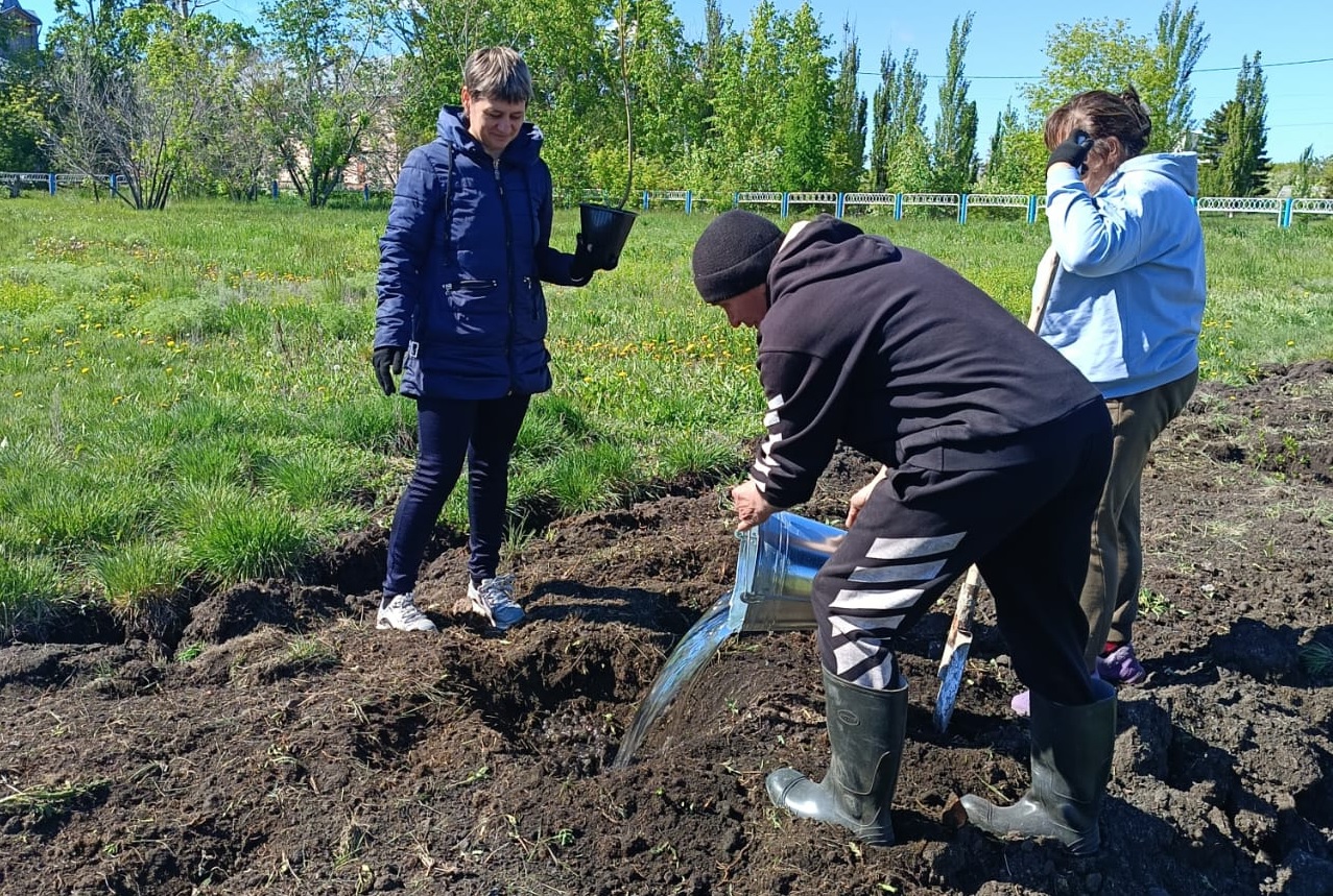 В Омской области в память о ветеранах высадили тысячи сосен и шаровидных ив  | Общество