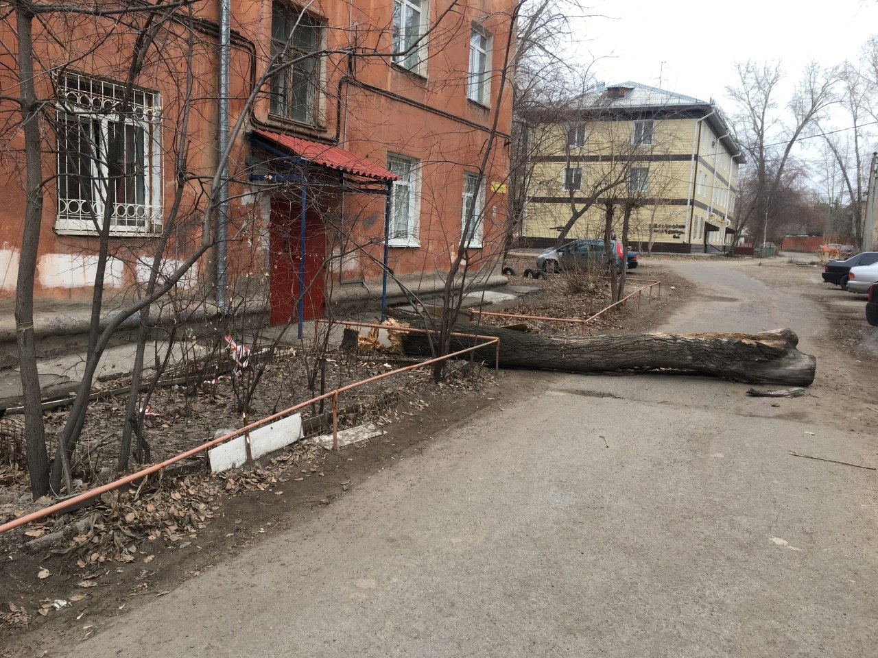 У подъезда дома в Омске рухнуло дерево | Происшествия