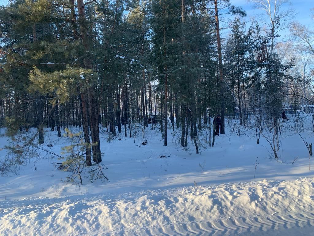 Экс-начальница участка Омского лесхоза за рубку деревьев на 2 млн получила  штраф | Происшествия