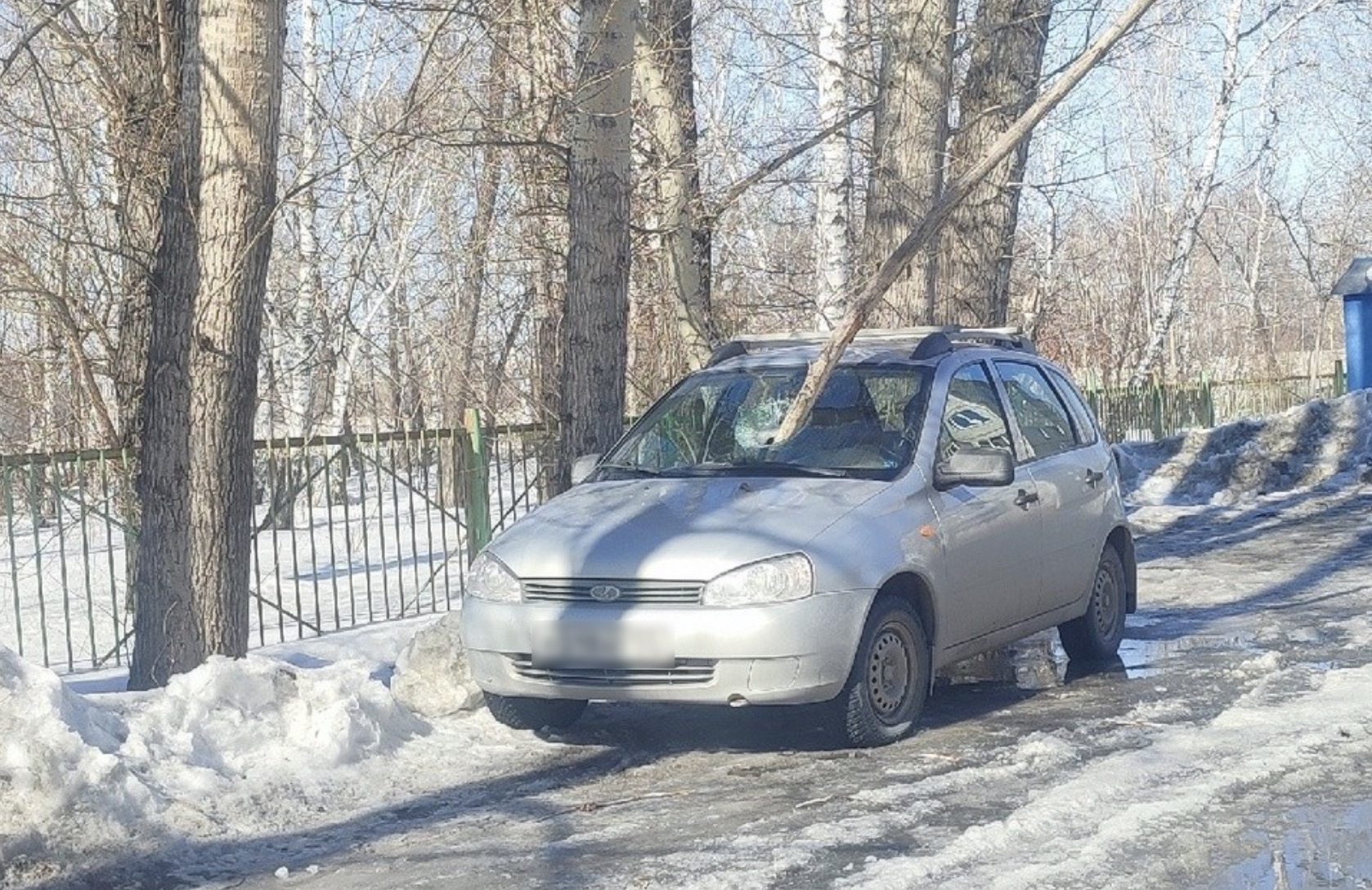 В Омске упавшее дерево пробило машину | Происшествия