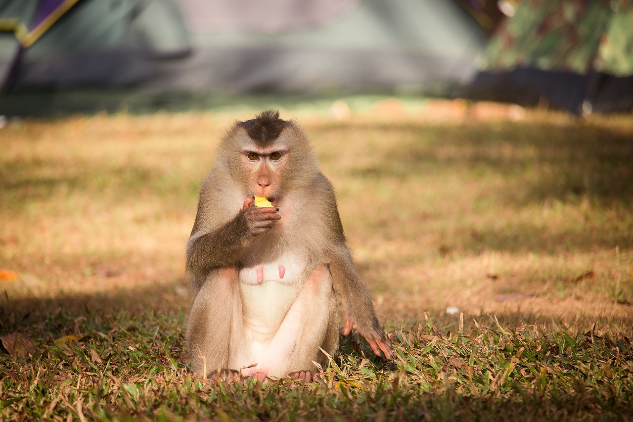 Нападение обезьян: чем лучше пожертвовать туристу, чтобы сохранить своё здоровье