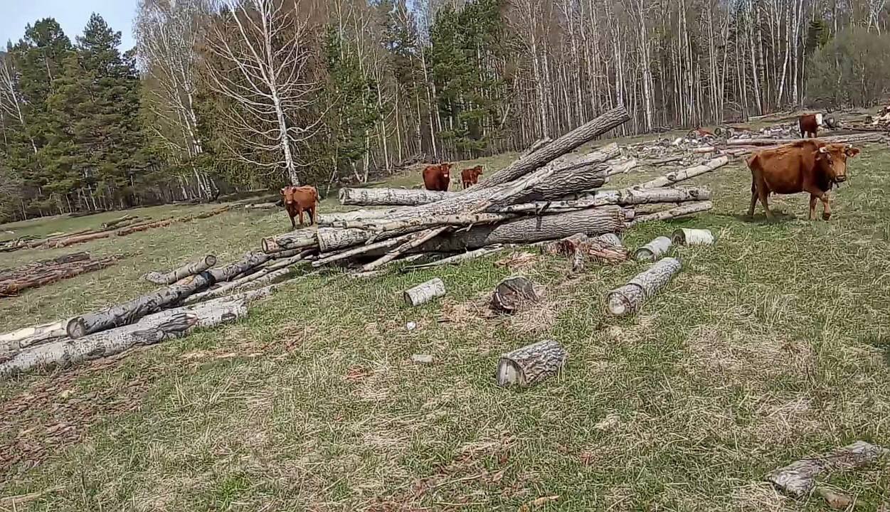 В Омской области корова ударила копытом фермера из-за мази | Происшествия