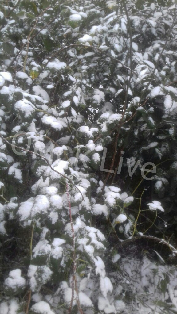 Омск выпал снег. Бирюли первый снег. Снегопад Омск фото. Алабота Омская область зимой занесло снегом. Снег Тевриз администрация.